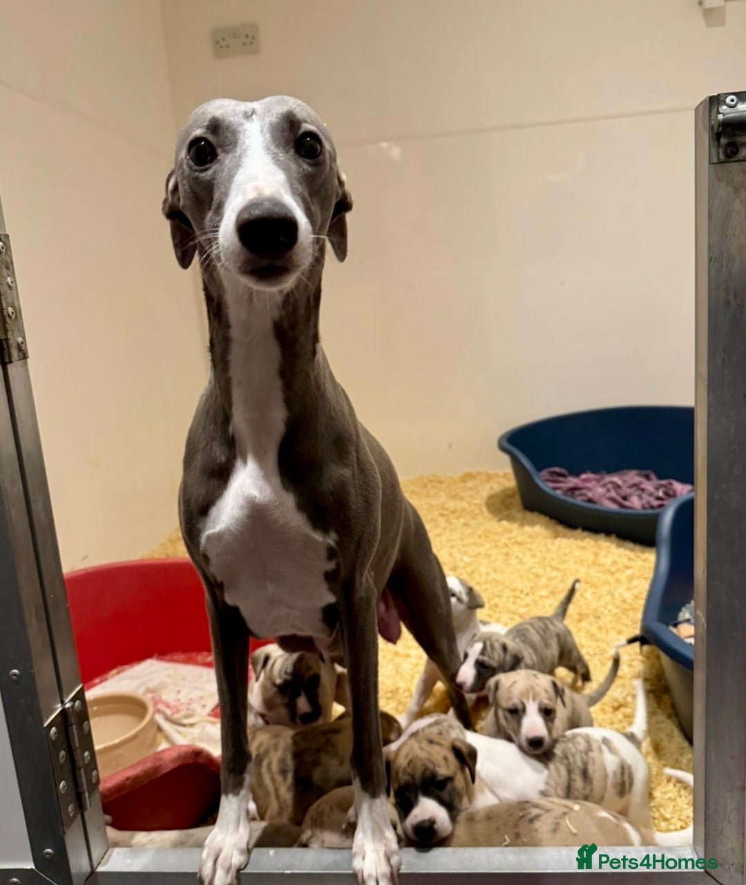 Whippet dogs for sale: AVAILABLE Kc reg healthy, sweet, gentle whippets - Advert 2