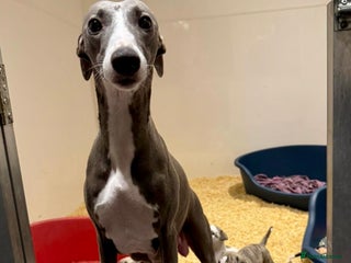 Whippet dogs Kc reg healthy, sweet, gentle, chunky whippet pups - Advert 2