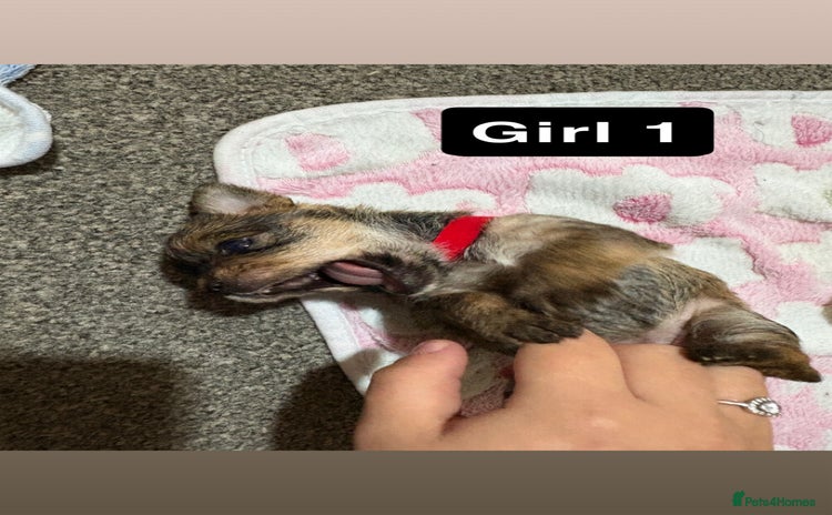 Chorkie dogs - Advert 1