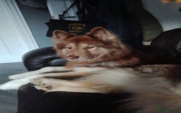Mixed Breed dogs for sale: Simba  - Image 3