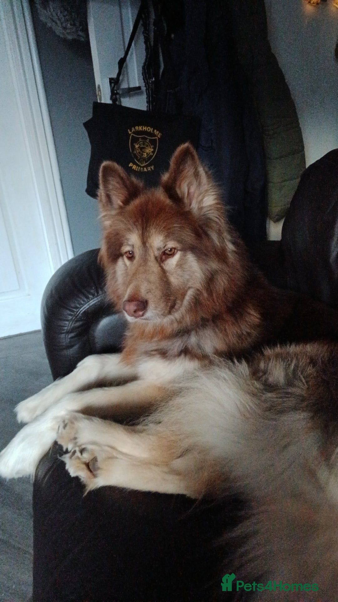 Mixed Breed dogs for sale: Simba  - Image 3