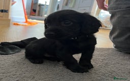 Cocker Spaniel dogs for sale: Working Cocker Spaniel Pups - Image 5
