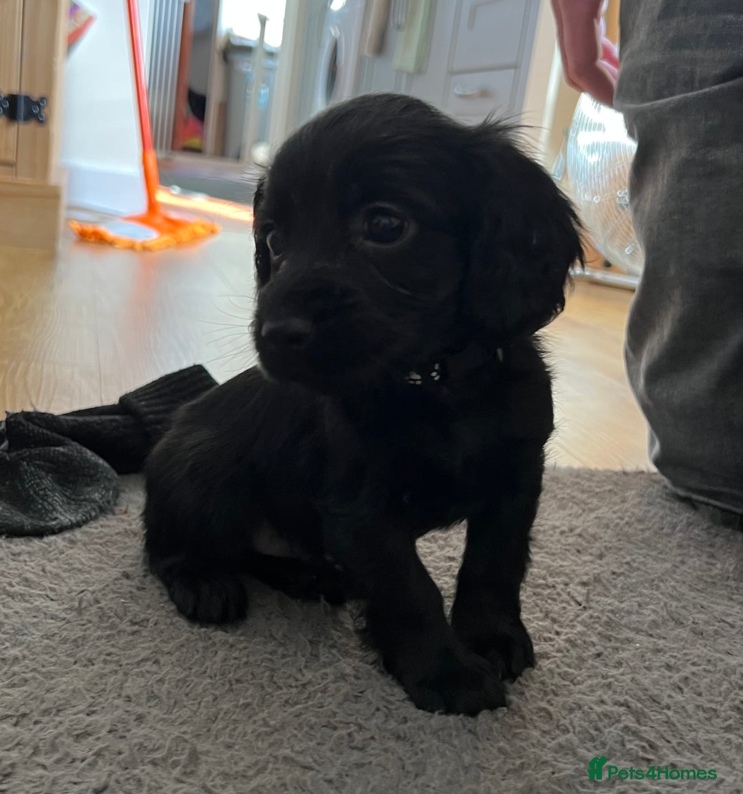 Cocker Spaniel dogs for sale: Working Cocker Spaniel Pups - Image 5