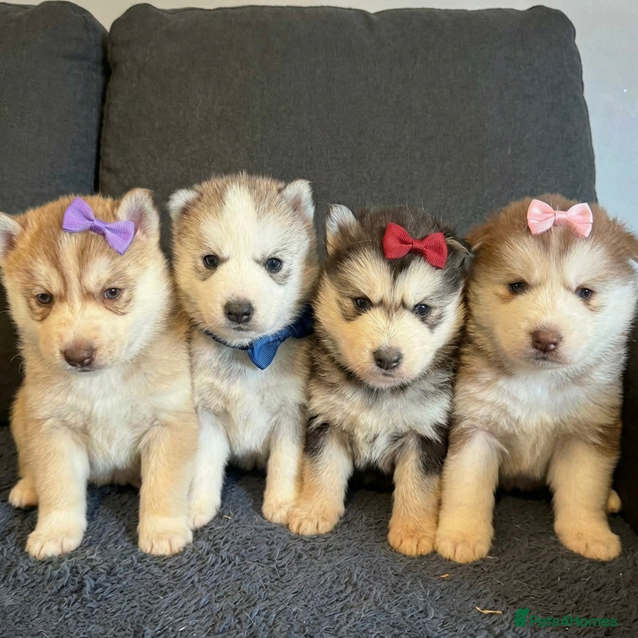 Siberian Husky dogs Husky  - Advert 1