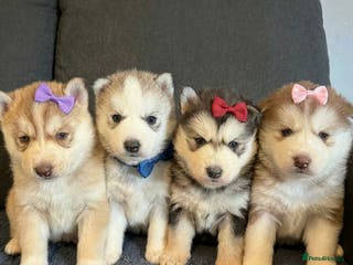 Siberian Husky dogs Husky - Advert 1