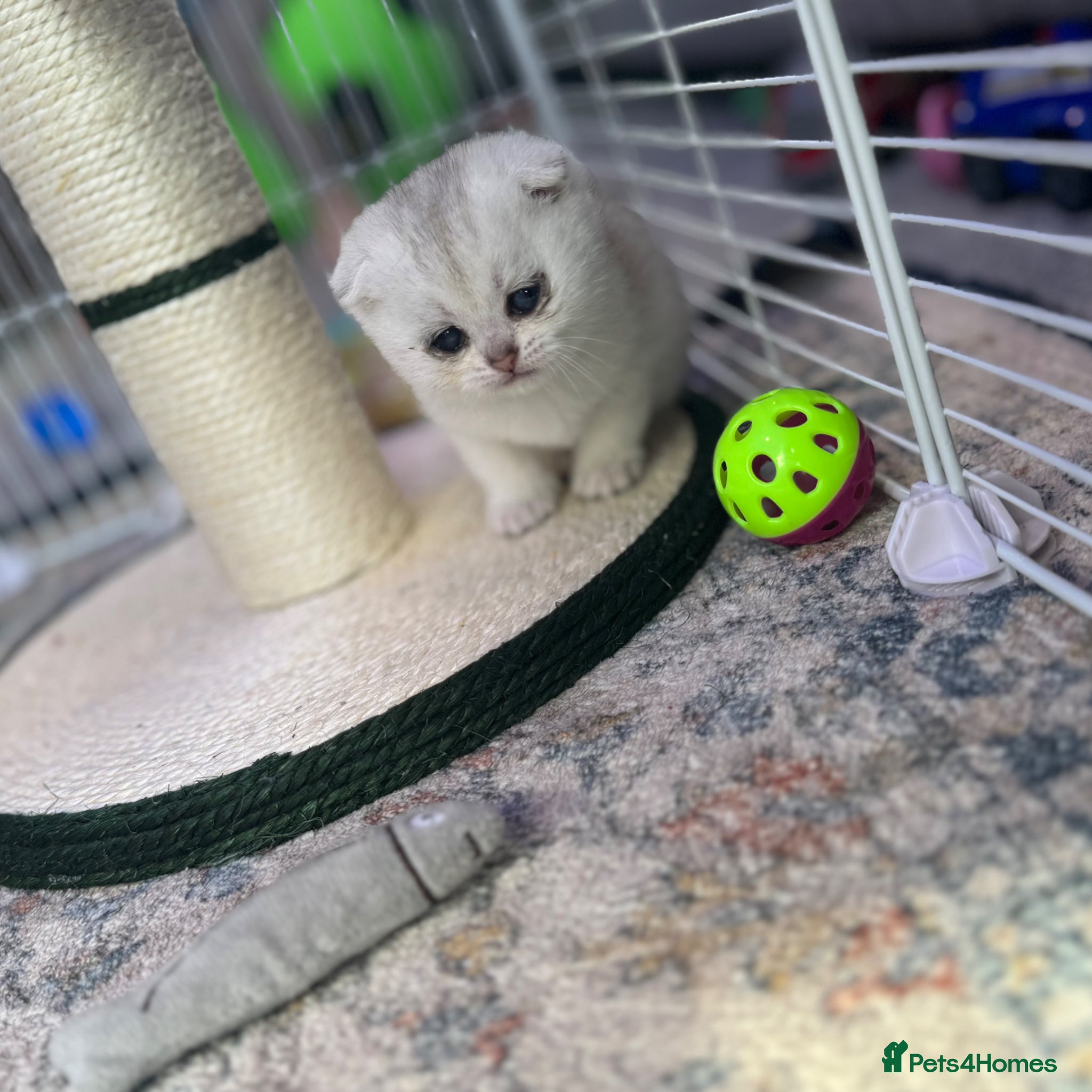 Scottish Fold cats Scottish Fold Kittens - available from 2nd May - Advert 7