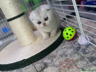 Scottish Fold cats Scottish Fold Kittens - available from 2nd May - Advert 7