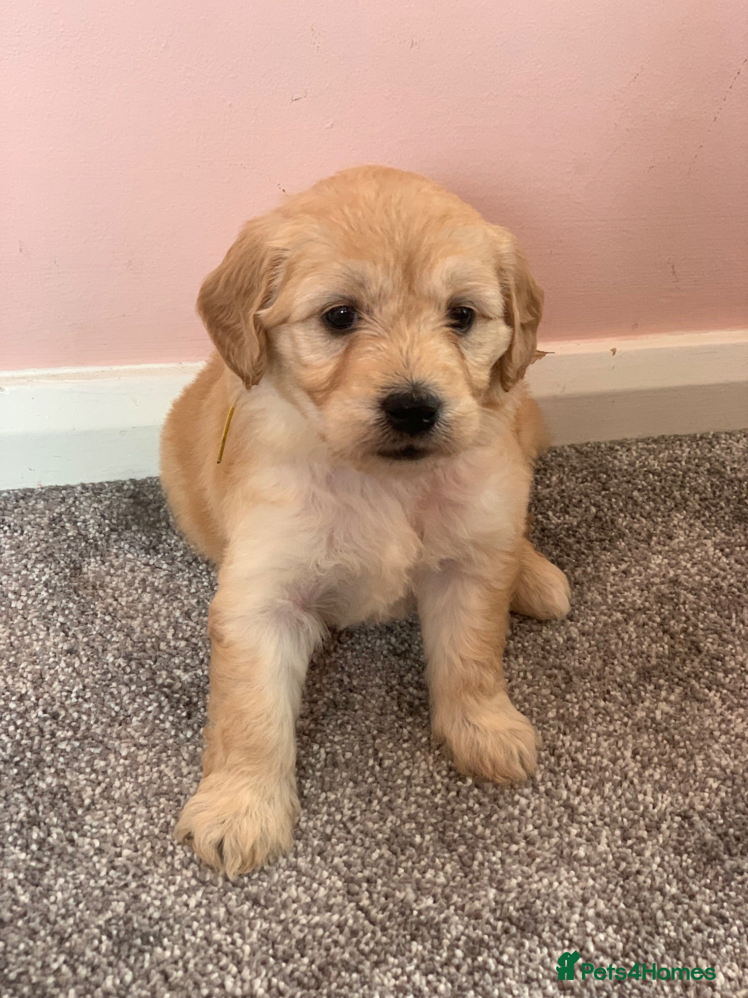 Mini Goldendoodle dogs 10 lovely little bundles of joy - Advert 3