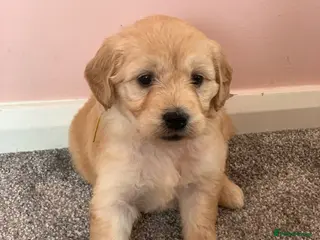Mini Goldendoodle dogs 10 lovely little bundles of joy - Advert 14