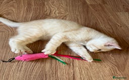 British Shorthair cats for sale: 5 Stunning British Shorthair - Image 14