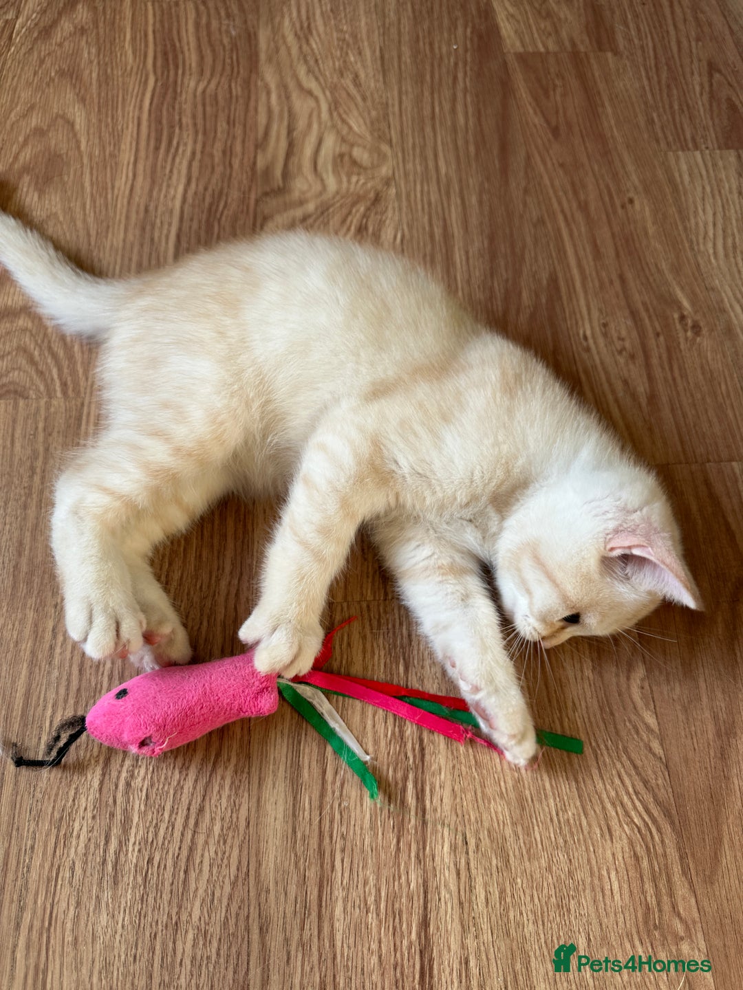 British Shorthair cats for sale: 5 Stunning British Shorthair - Image 14