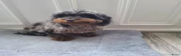 Cockapoo dogs for sale:  Phantom Blue Merle Puppy - Advert 3