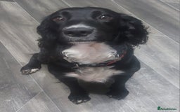 Sprocker dogs for sale: Exceptional working-line puppies for loving homes! - Image 33