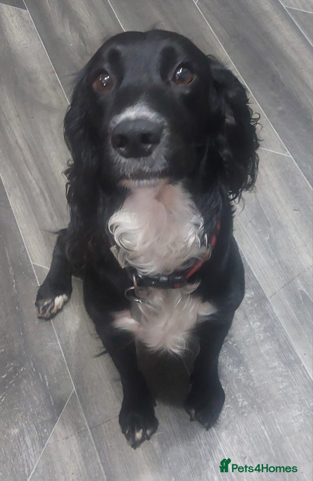 Sprocker dogs for sale: Exceptional working-line puppies for loving homes! - Image 33