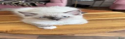 Ragdoll cats for sale: Ragdoll kittens for sale  - Advert 8
