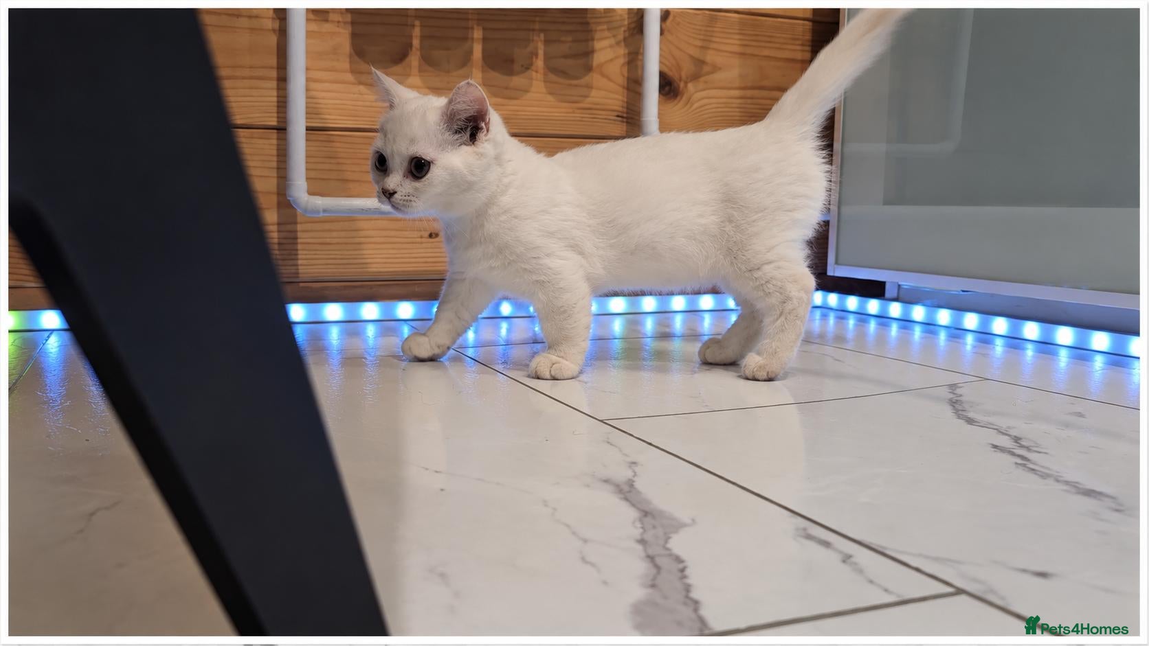 Munchkin cats Munchkin kittens odd-eyed - Advert 12