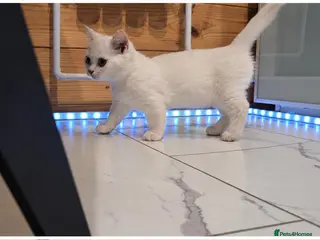 Munchkin cats Munchkin kittens odd-eyed - Advert 12