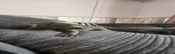Whippet dogs for sale: Beautiful all blue litter whippet puppies  - Advert 16