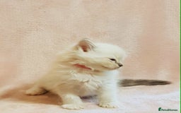 Ragdoll cats for sale: Ragdoll kittens - Image 9