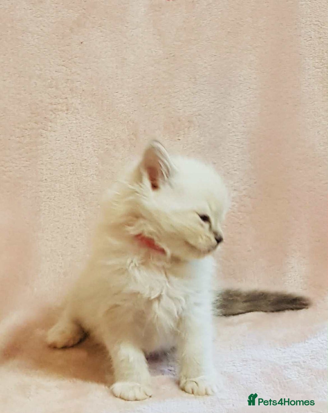 Ragdoll cats for sale: Ragdoll kittens - Image 9