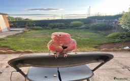 Cockatoo birds for sale: Baby Galah Cockatoo for Sale -  Sweet & Social - Image 1