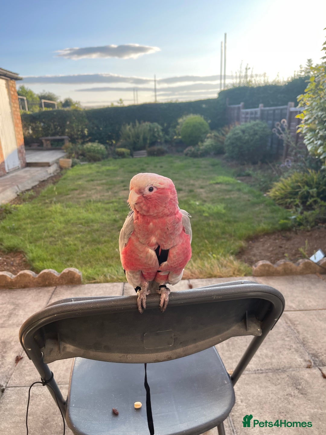Cockatoo birds for sale: Baby Galah Cockatoo for Sale -  Sweet & Social - Image 1
