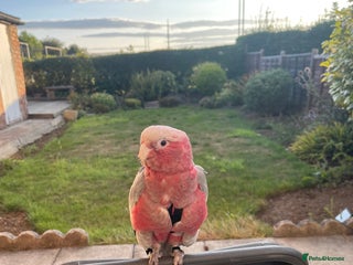 Cockatoo birds - Advert 34