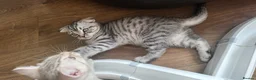 Scottish Fold cats for sale: Beautiful Scottish Fold Kittens - Advert 9