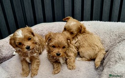 Maltipoo dogs for sale: Tiny Maltipoo Puppies for  sale - Image 11