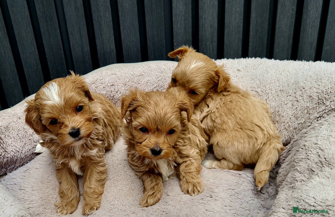 Maltipoo dogs for sale: Tiny Maltipoo Puppies for  sale - Image 11