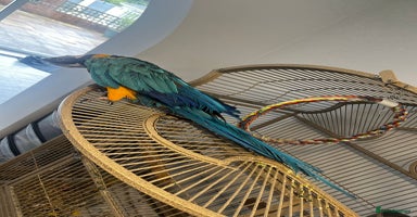 Macaws birds - Advert 12