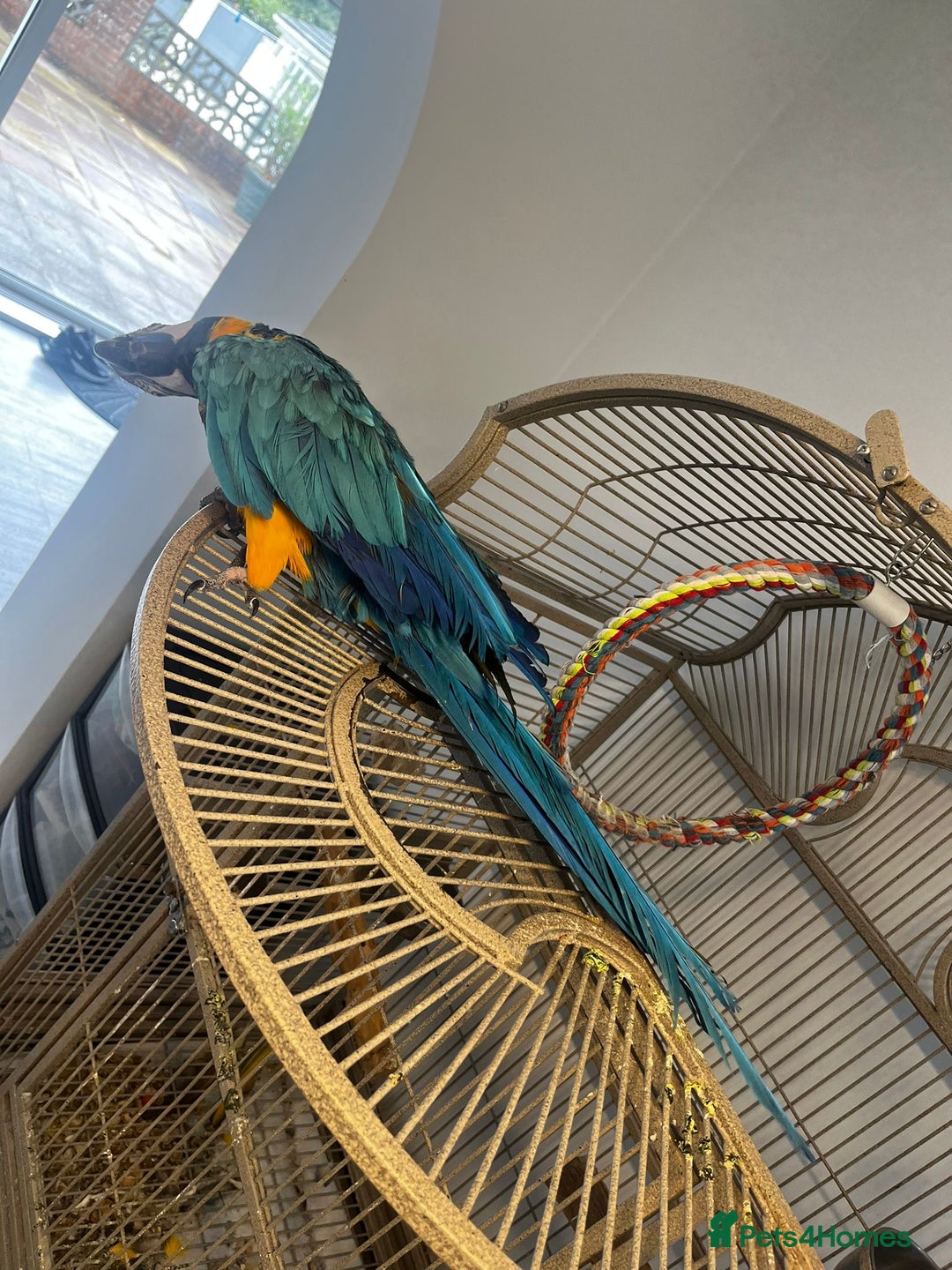 Macaws birds for sale: Green and Blue Macaw and Green Wing Macaw for Sale - Image 3