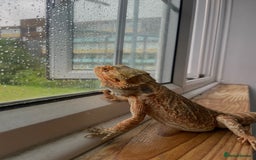 Bearded Dragon reptiles for sale: Bearded Dragon for Sale 🦎 - Image 2