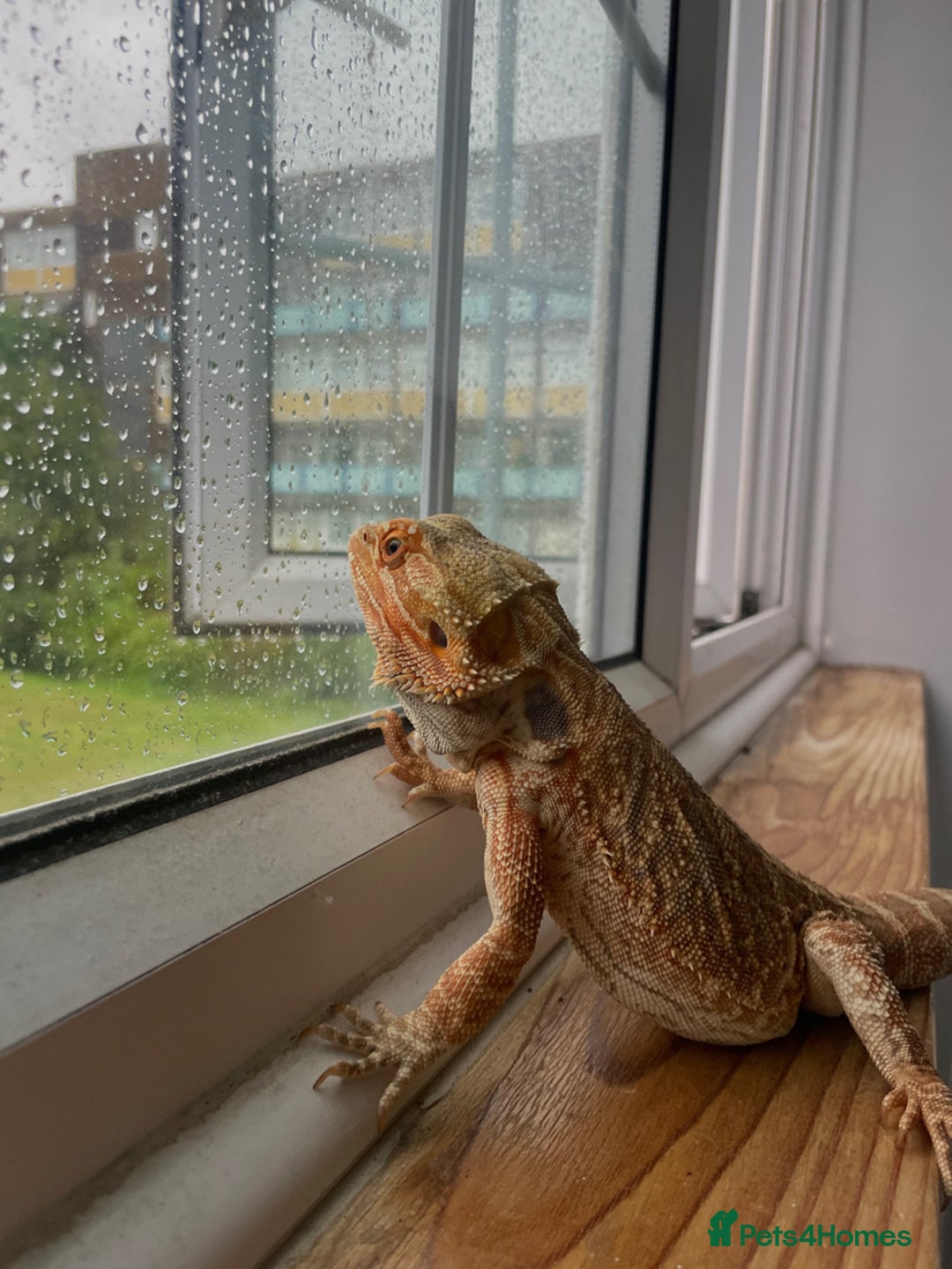 Bearded Dragon reptiles for sale: Bearded Dragon for Sale 🦎 - Image 2