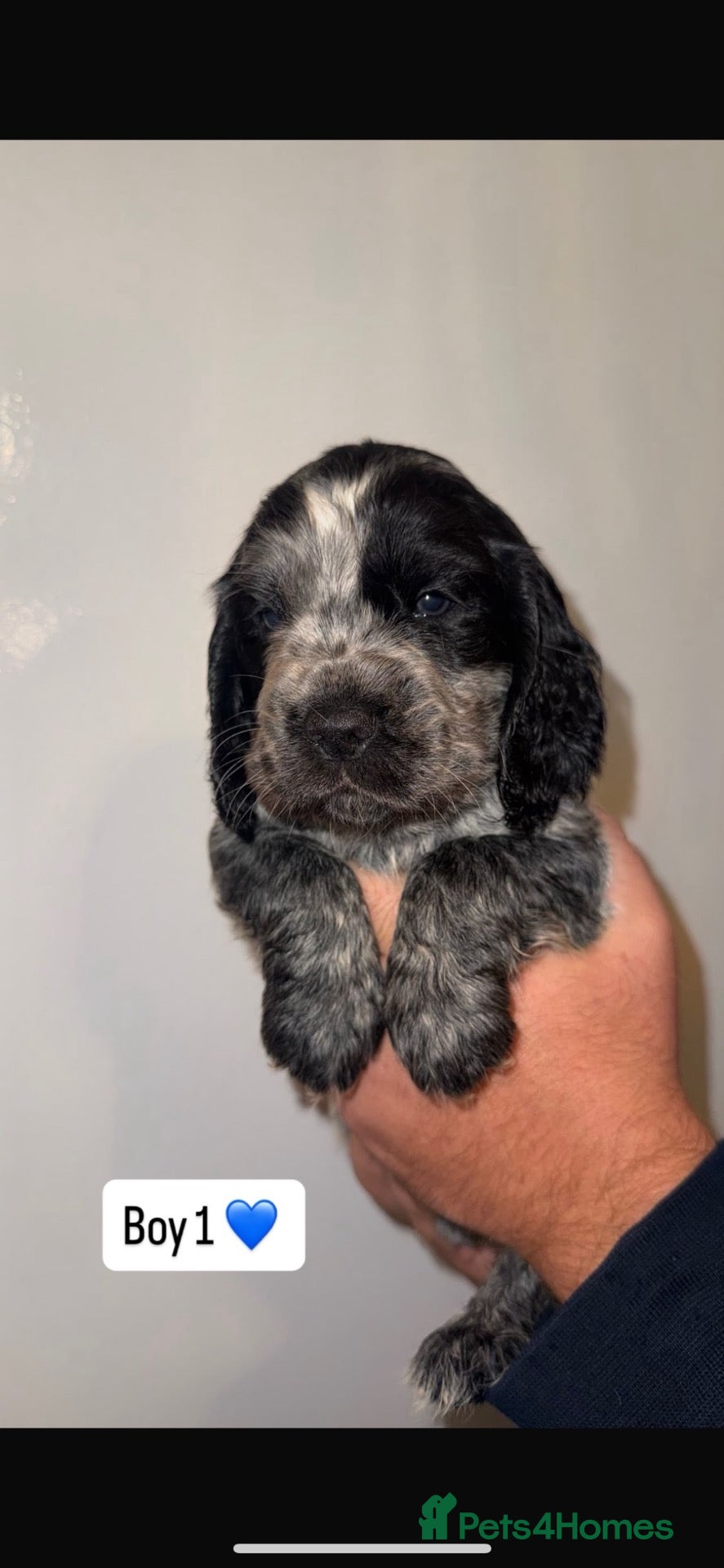 Cocker Spaniel dogs Show type 🐾 cocker spaniel puppy’s  - Advert 1