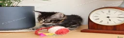 Mixed Breed cats for sale: Tabby kittens ready Now  - Advert 9