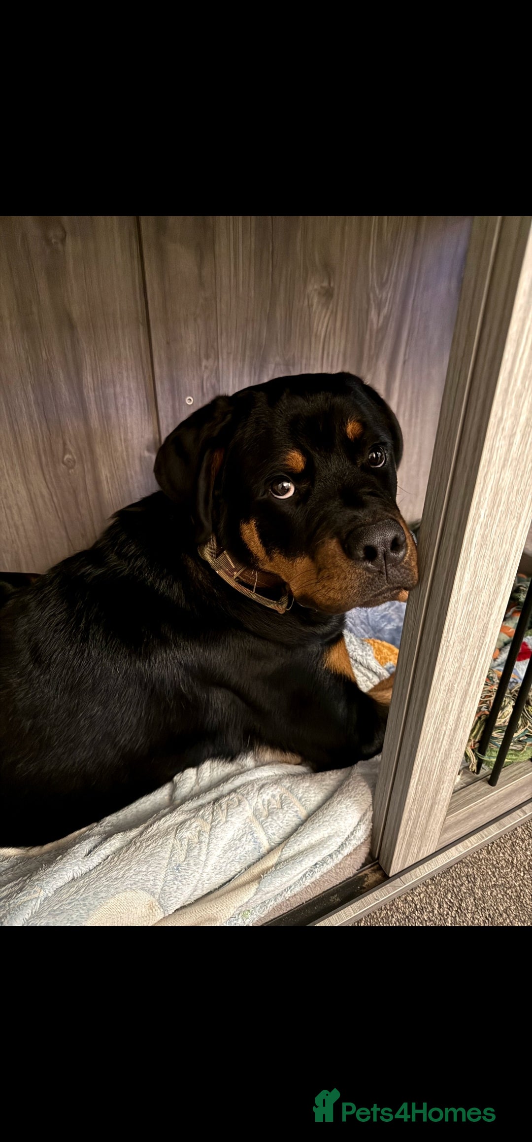 Rottweiler dogs Rottweiler 18 month old boy - Advert 2