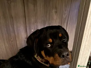 Rottweiler dogs Rottweiler 18 month old boy - Advert 2