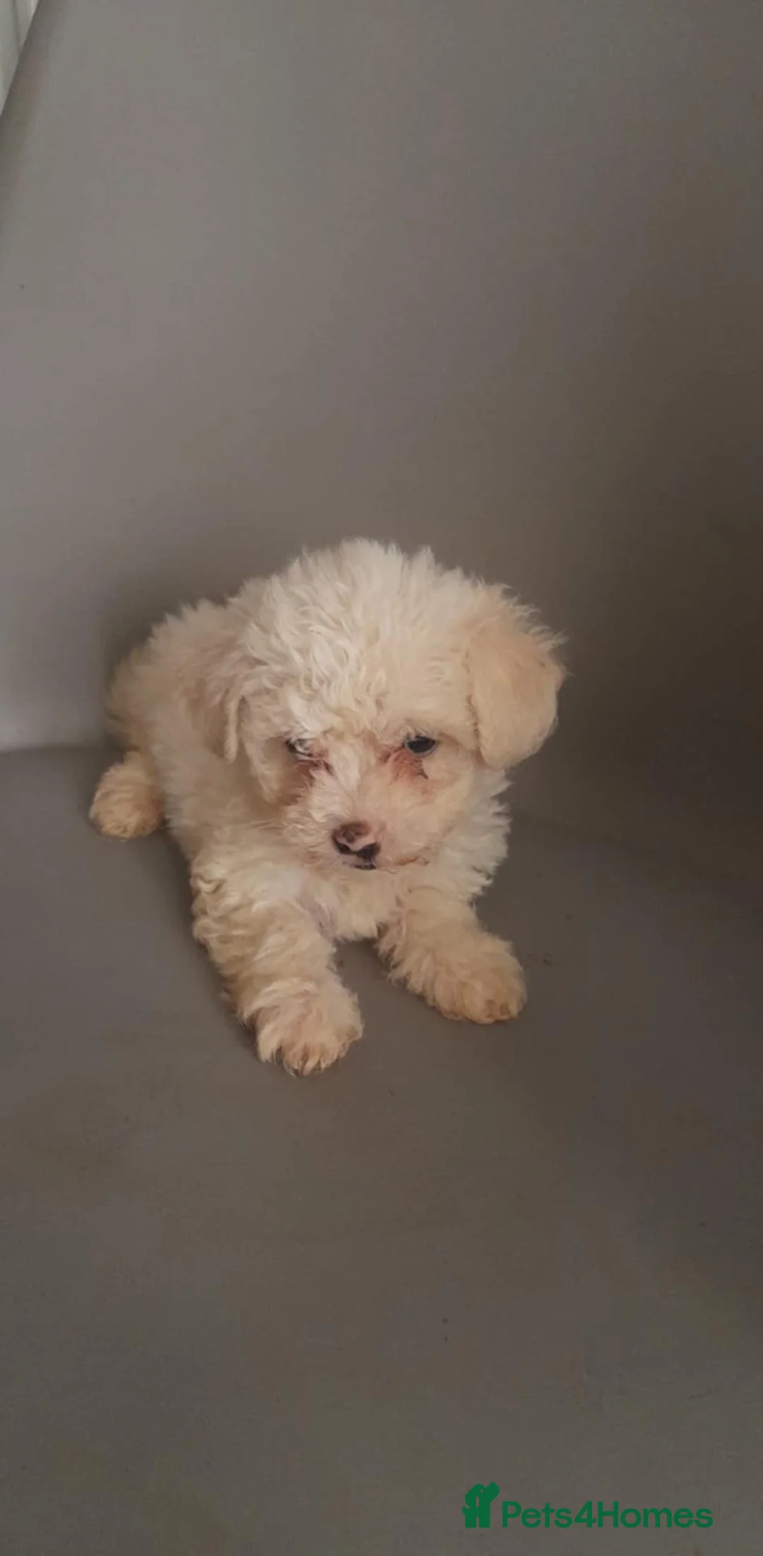 Mixed Breed livestock for sale: Bichon frize in Birmingham - Advert 1