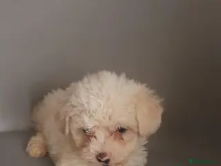 Mixed Breed livestock Bichon frize in Birmingham - Advert 3