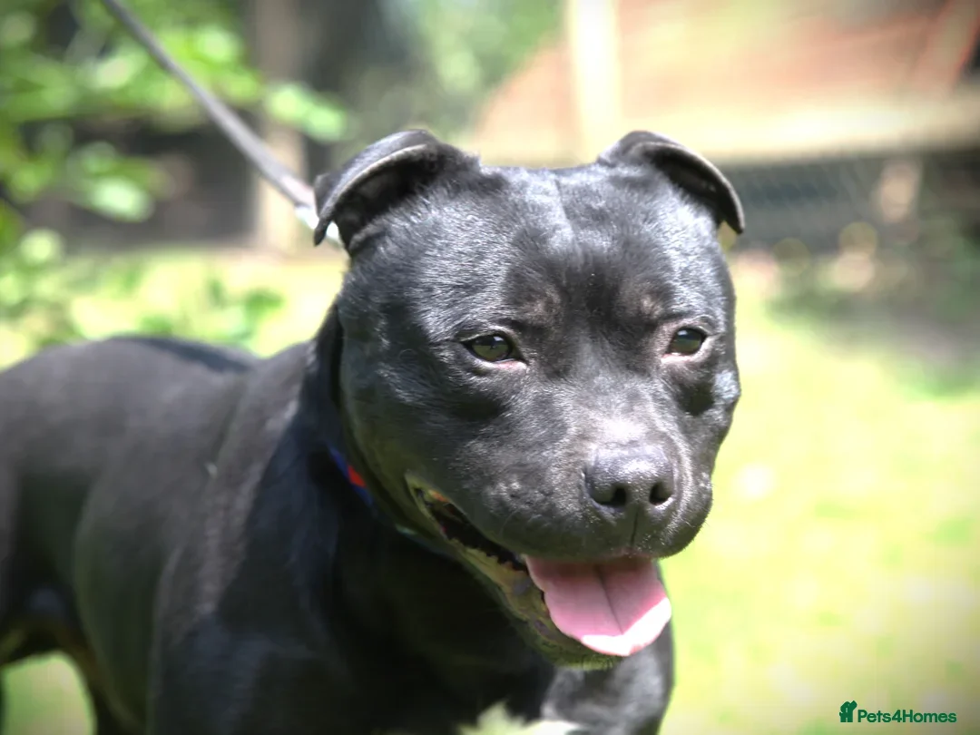 Staffordshire Bull Terrier dogs for sale: Beautiful Entire Adult Male 🖤 - Image 3