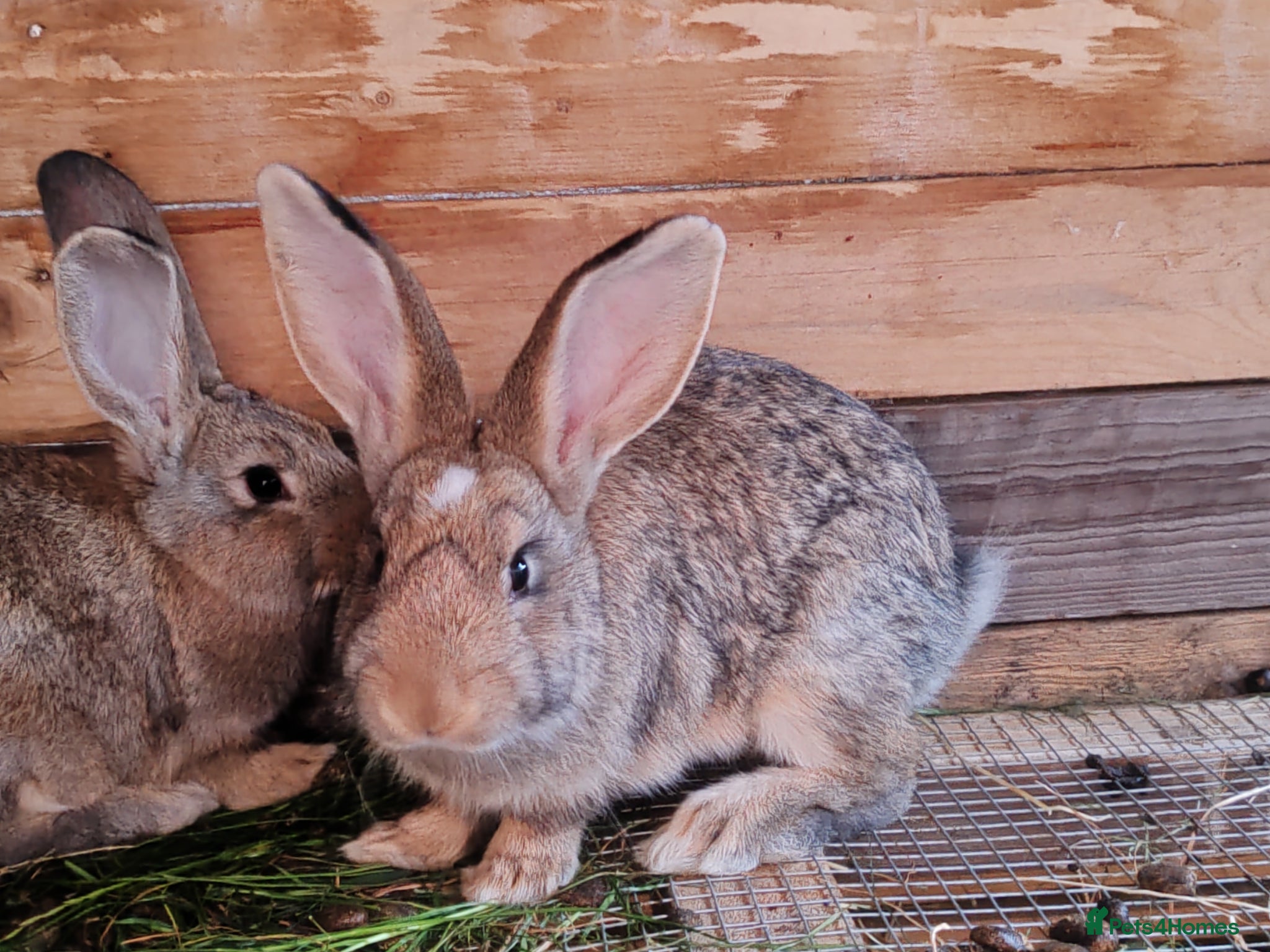 Continental Giant rabbits Continental giant babies  - Advert 16