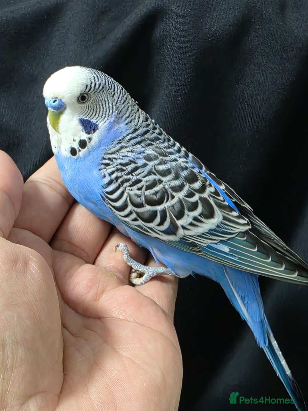 Budgerigars birds for sale: Silly hand tamed baby budgies for sale  - Advert 13