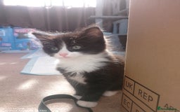 Mixed Breed cats for sale: 9 adorable Disney kitten couples  - Image 5