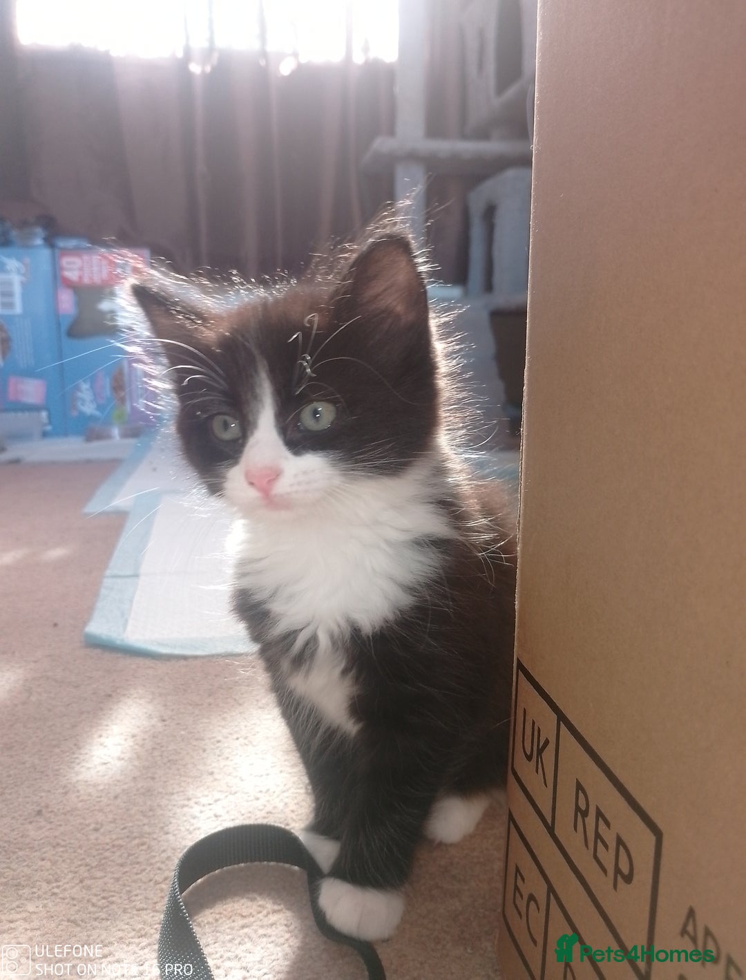Mixed Breed cats for sale: 9 adorable Disney kitten couples  - Image 5