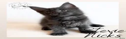 Maine Coon cats for sale: High Smoke, Smoke and Solid Pedigree Maine Coon’s - Advert 30