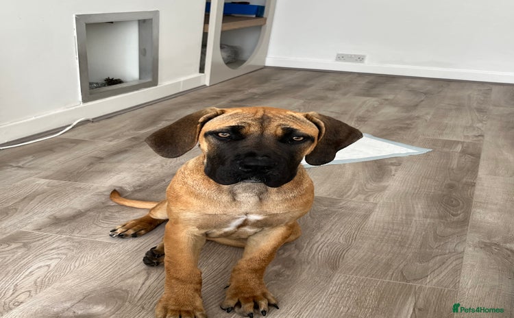Boerboel dogs - Advert 1