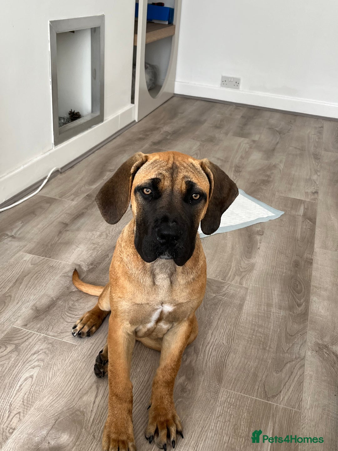 Boerboel dogs for sale: Beautiful boerboel pup - Image 1