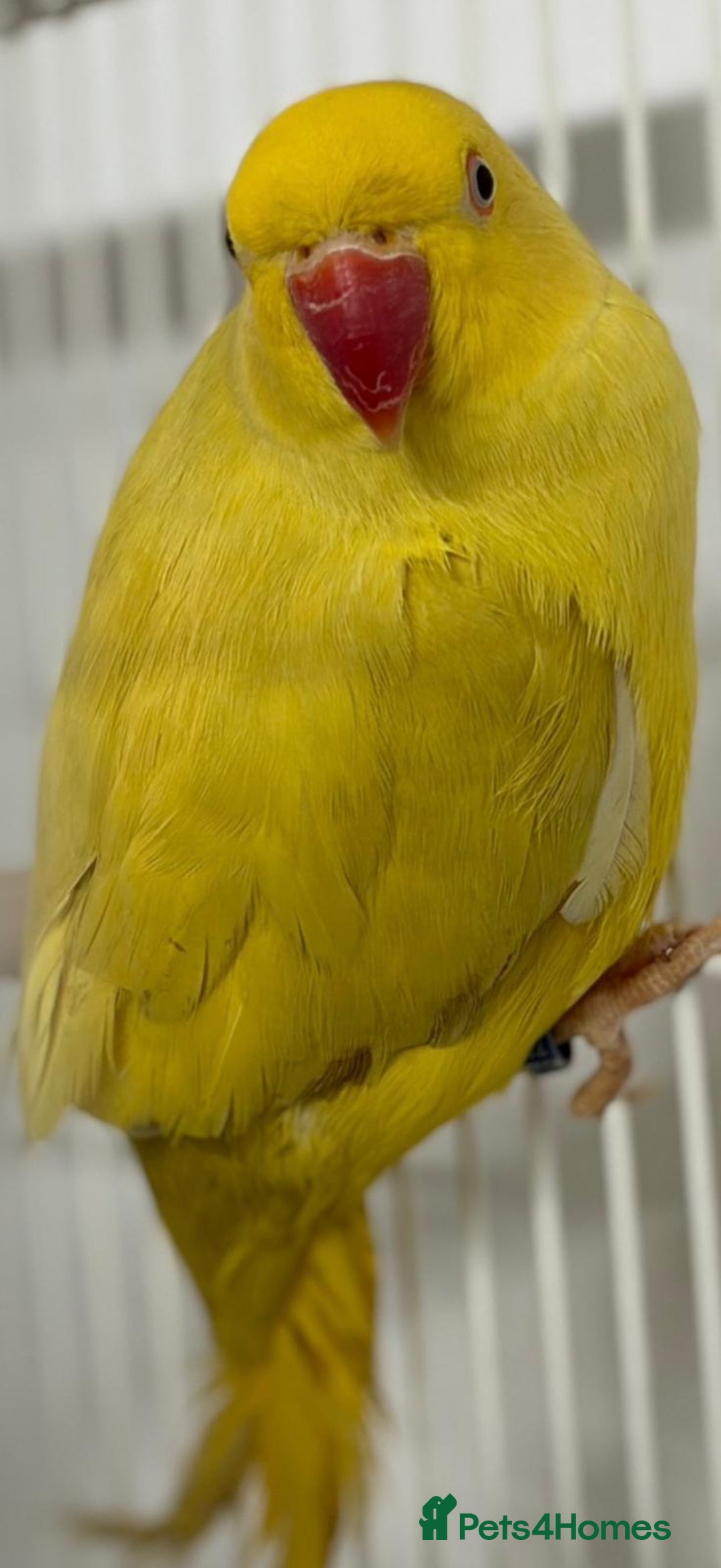 Ringnecks birds for sale: Yellow Lutino Ringneck Parrot - Advert 1