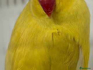 Ringnecks birds Yellow Lutino Ringneck Parrot - Advert 2